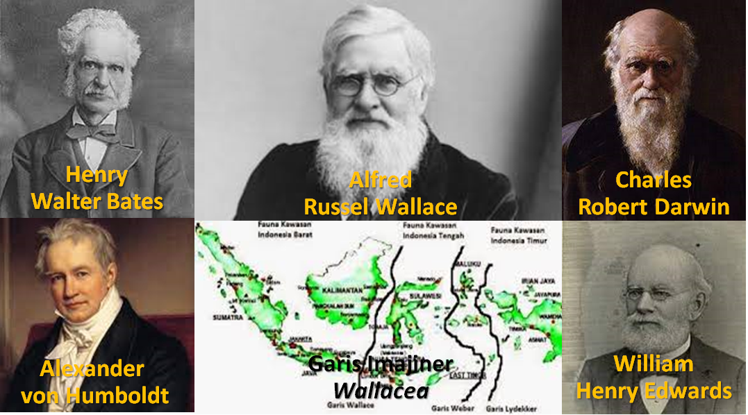 Menelusuri Jejak Kecerdasan Naturalistik Alfred Russel Wallace