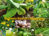 Memburu Gugus Aromatik Daun Tembakau