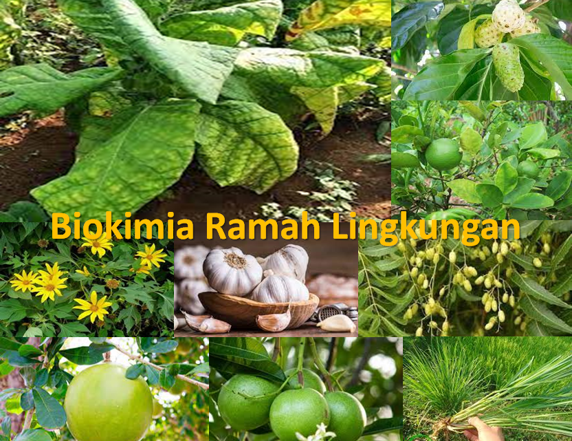 Memburu Gugus Aromatik Daun Tembakau